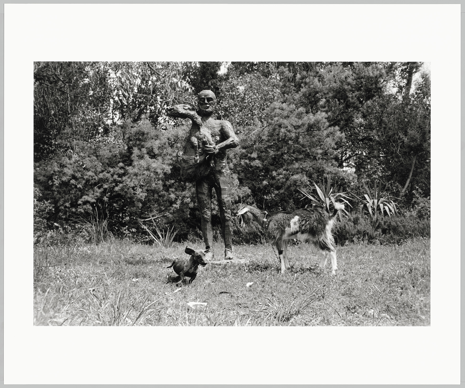 David Douglas Duncan - Le Teckel Lump et la chèvre Esmeralda dans le jardin avec la sculpture en bronze "L'Homme au mouton", La Californie - DunDav036 -16-593503 