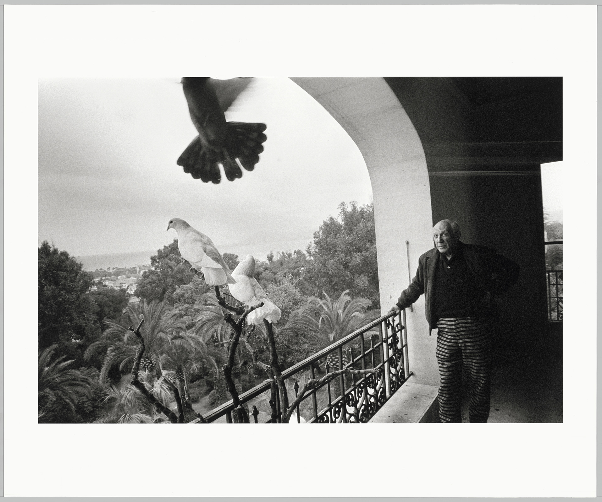 David Douglas Duncan - Pablo Picasso au balcon du 2e étage où vivent ses colombes, La Californie, Cannes - DunDav010 - 16-593482