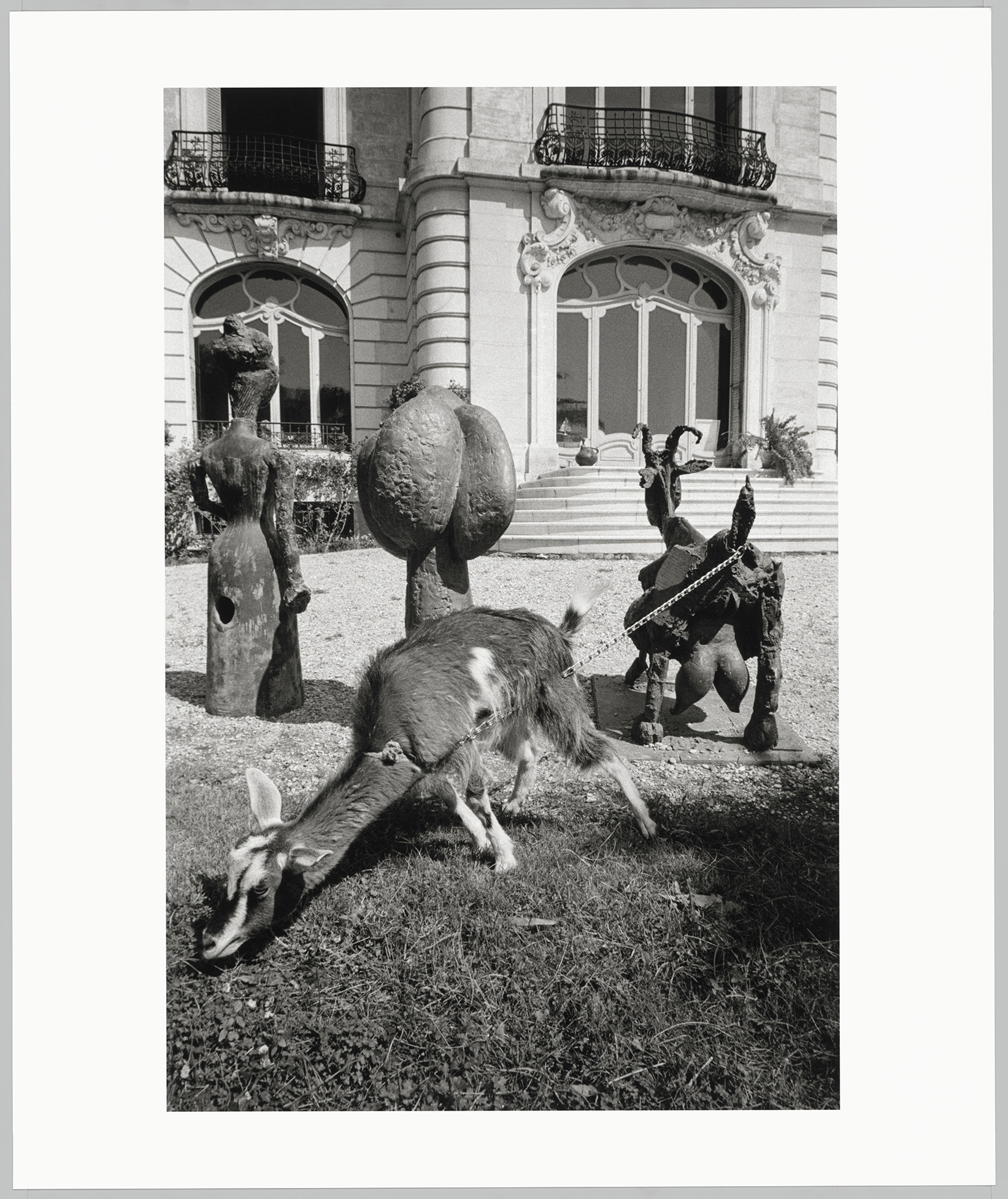 David Douglas Duncan - La Chèvre Esmeralda enchaînée à la sculpture en bronze "La Chèvre" dans le jardin de La Californie - DunDav016 - 16-593488